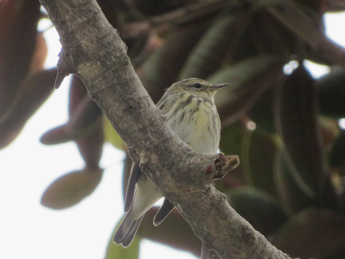 Cape May Warbler - ML645376246