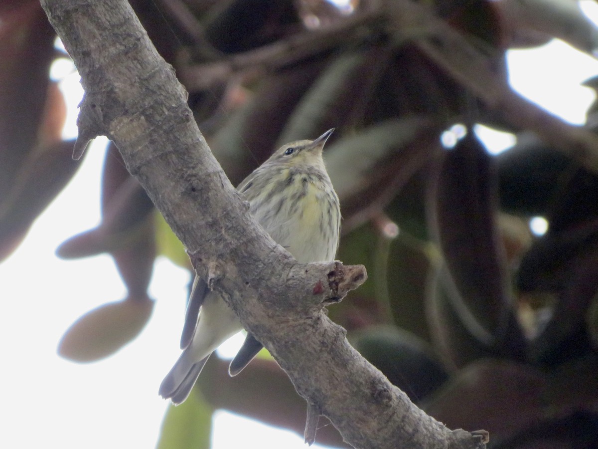 Cape May Warbler - ML645376247
