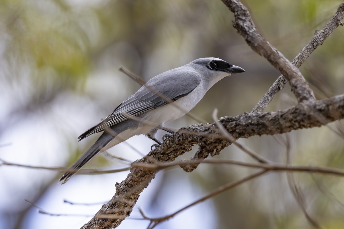 White-bellied Cuckooshrike - ML645376248