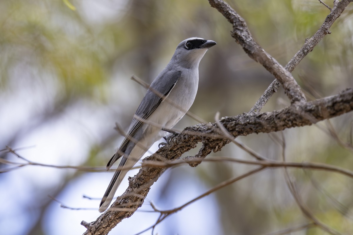 White-bellied Cuckooshrike - ML645376249