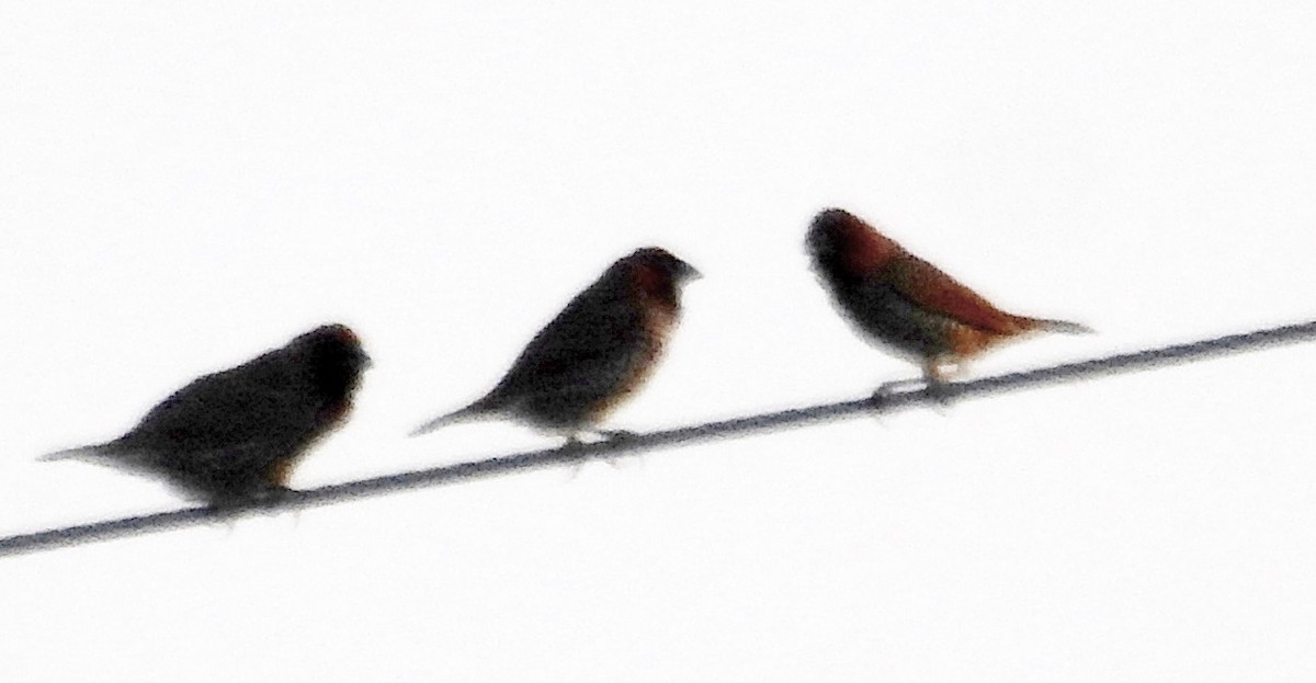 Scaly-breasted Munia - ML645376250