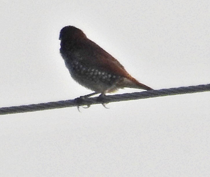 Scaly-breasted Munia - ML645376253