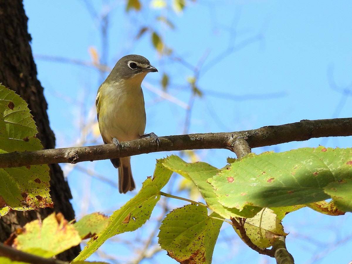 Blue-headed Vireo - ML645376255