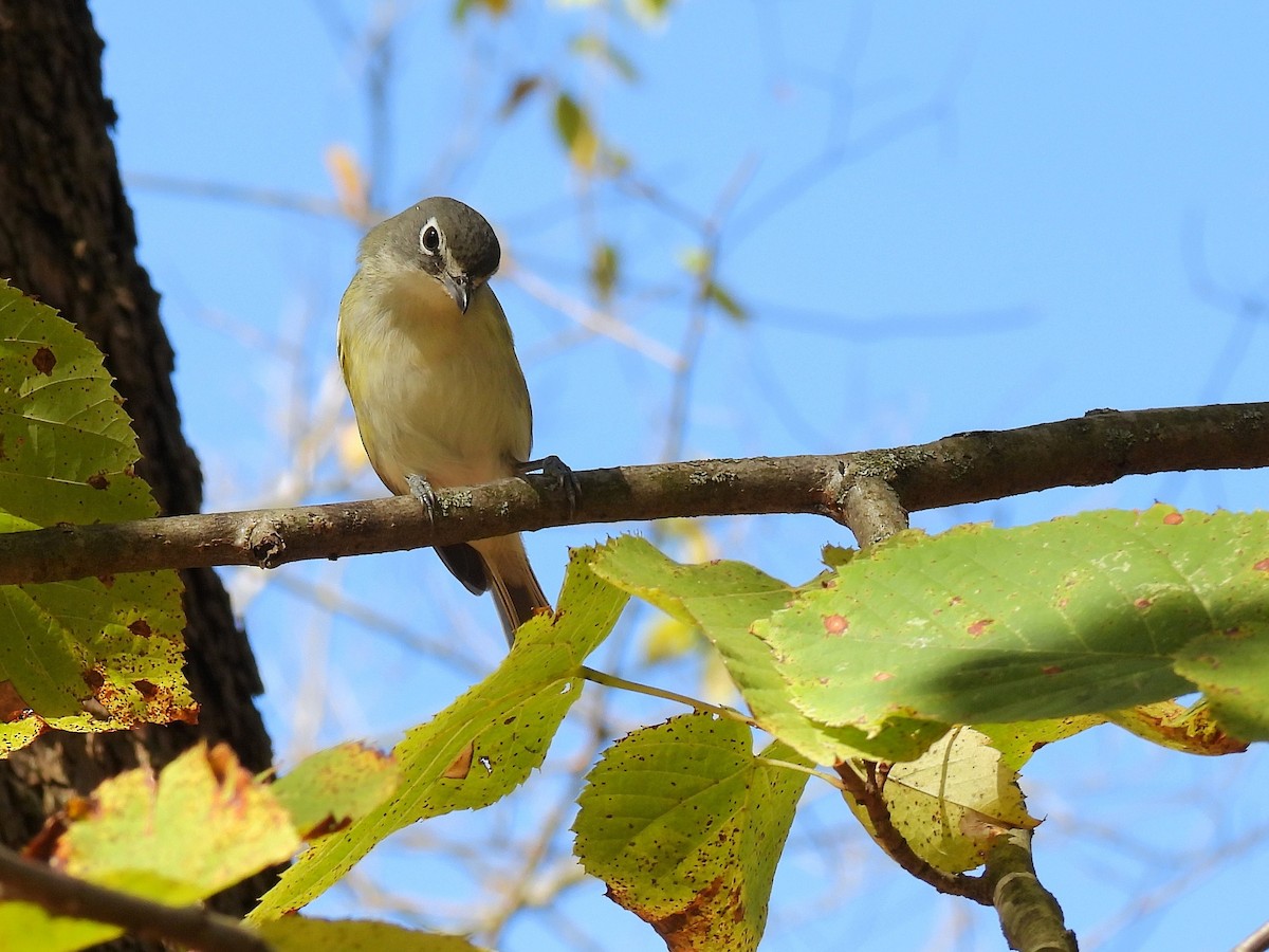 Blue-headed Vireo - ML645376256