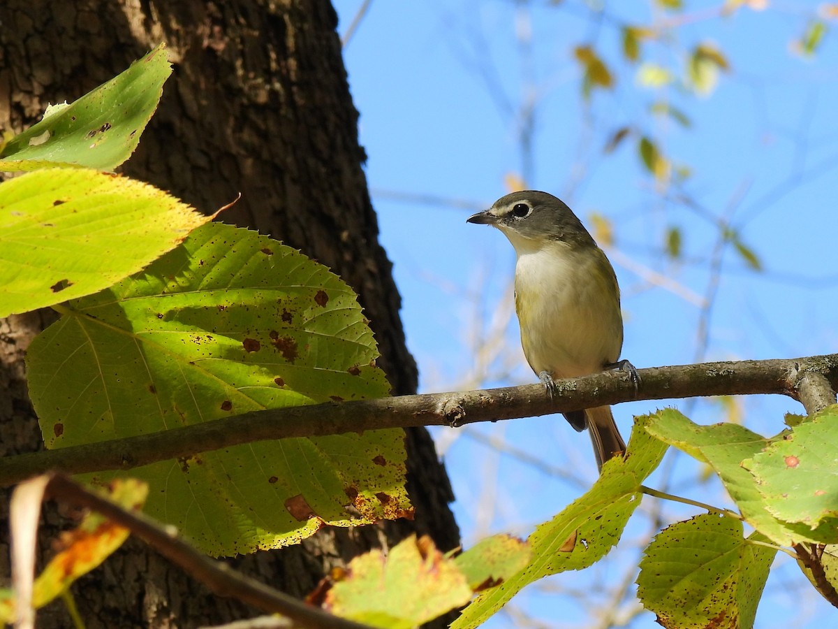 Blue-headed Vireo - ML645376257