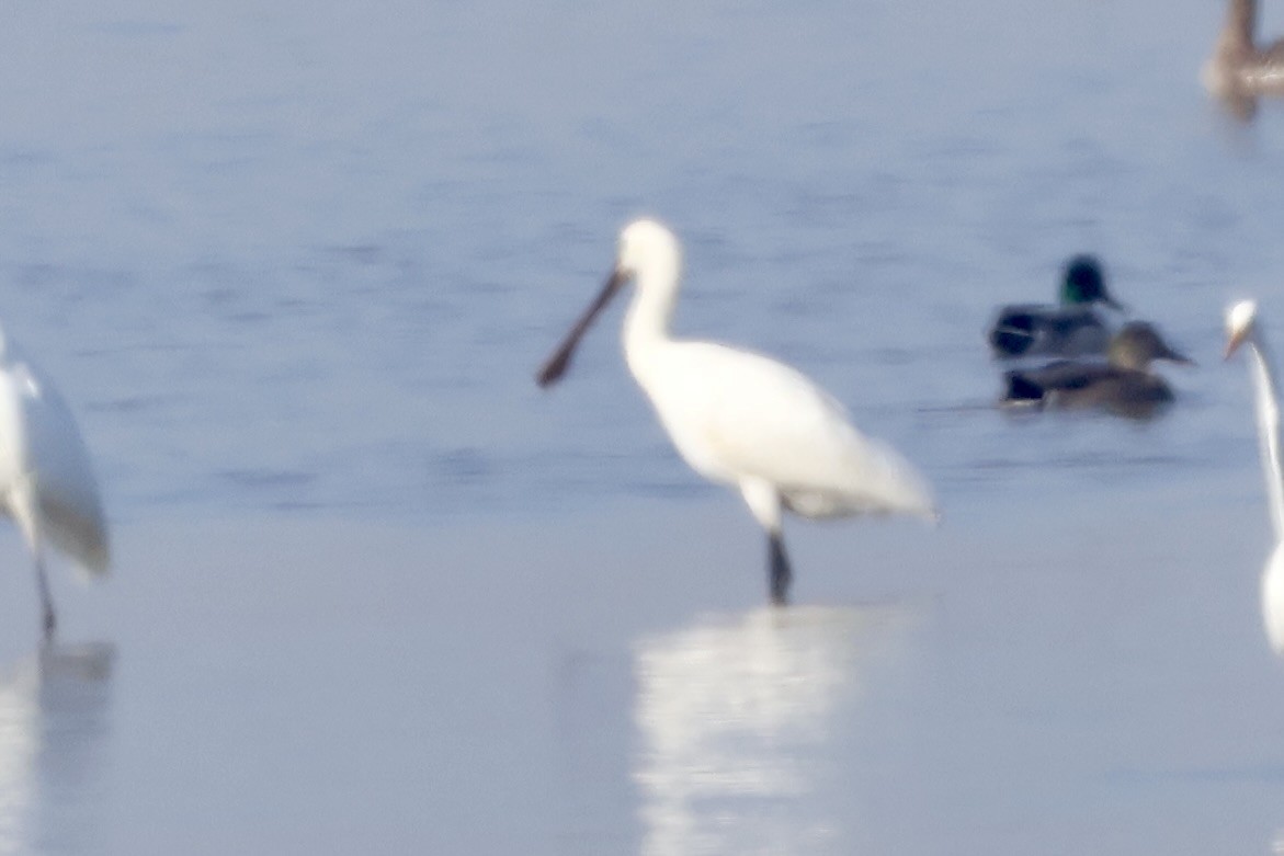 Eurasian Spoonbill - ML645376258