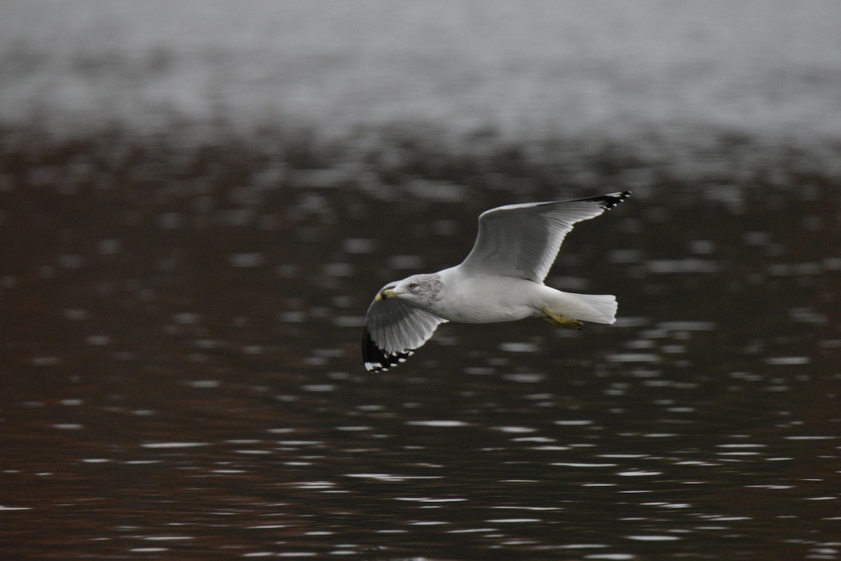 Ring-billed Gull - ML645376260