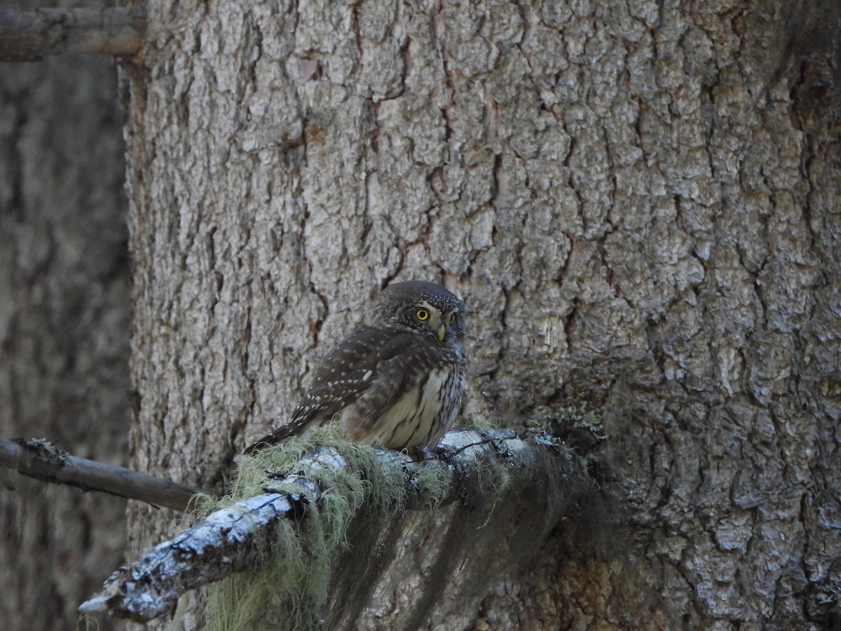 Eurasian Pygmy-Owl - ML645376300