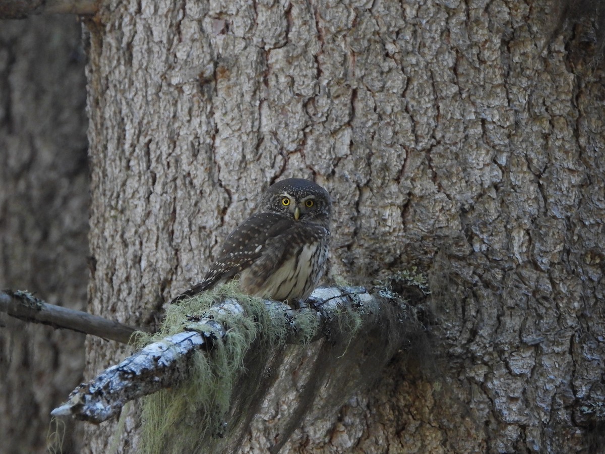 Eurasian Pygmy-Owl - ML645376304
