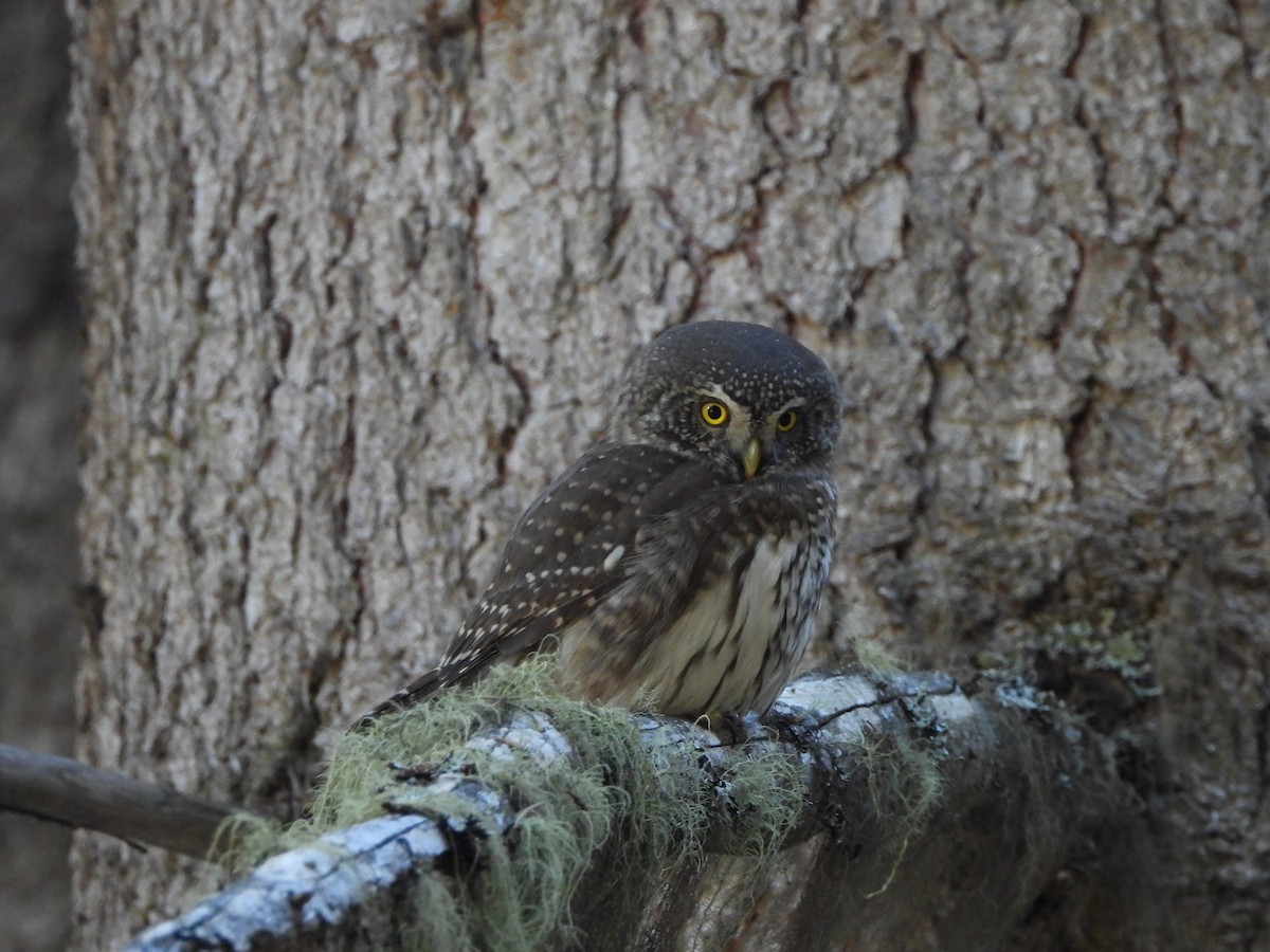 Eurasian Pygmy-Owl - ML645376305