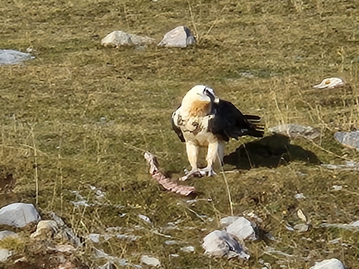 orlosup bradatý - ML645376310