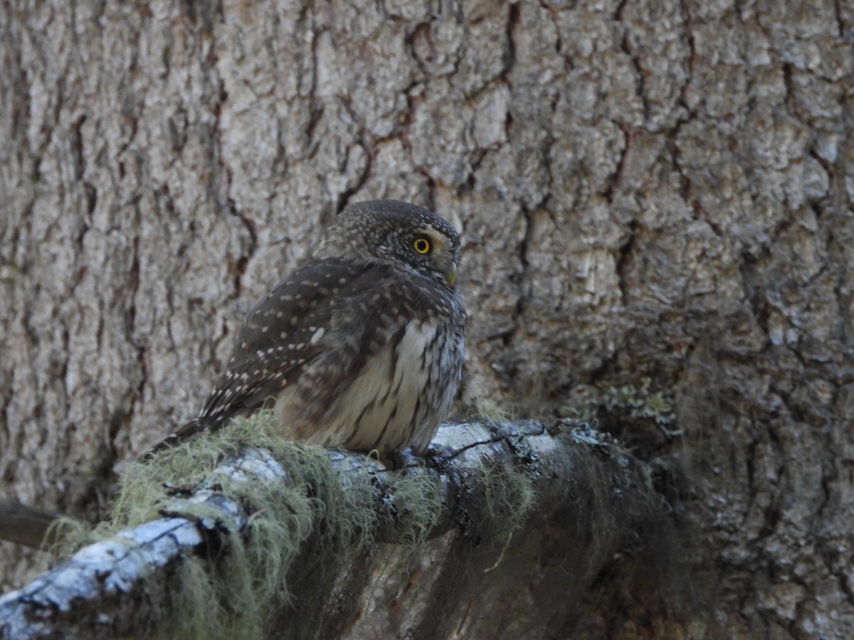 Eurasian Pygmy-Owl - ML645376311