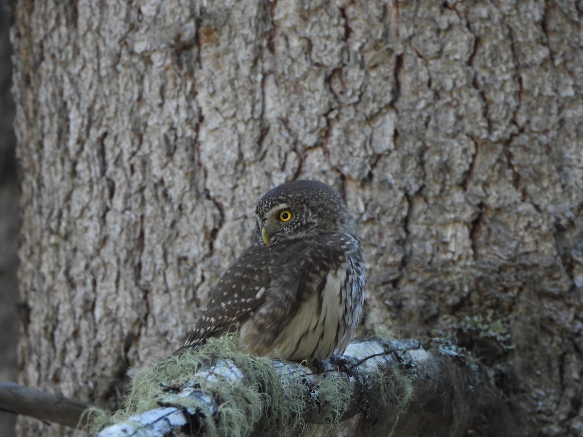 Eurasian Pygmy-Owl - ML645376312