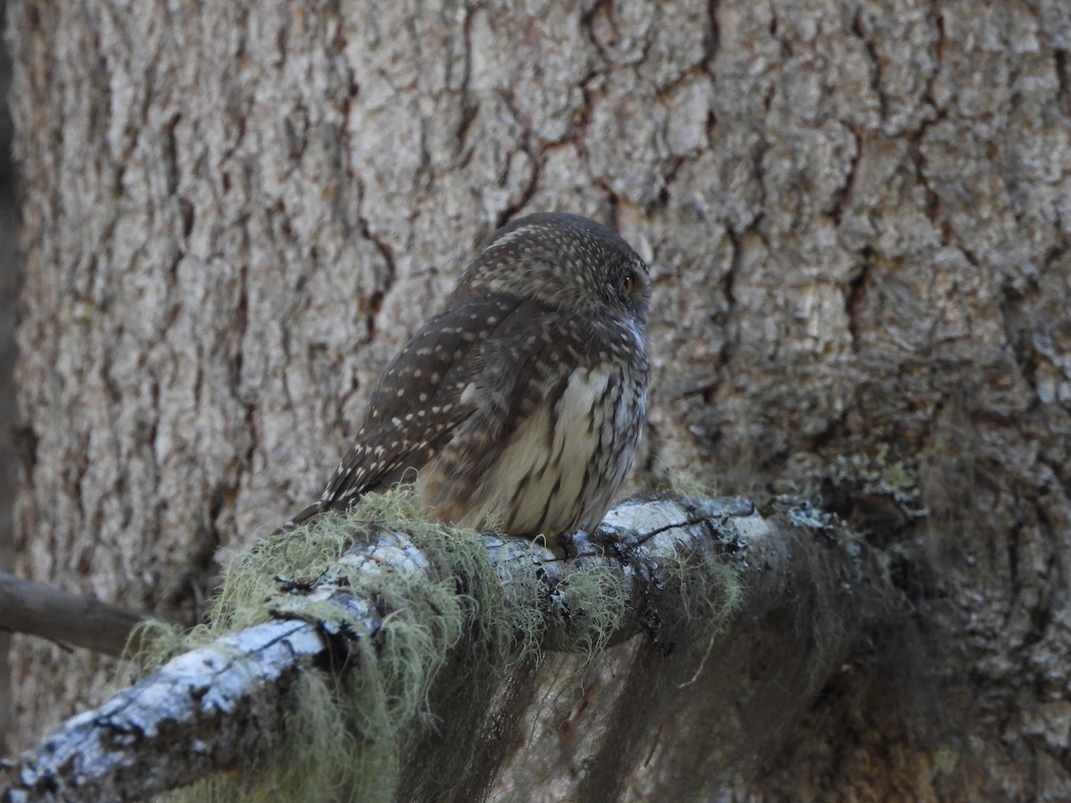 Eurasian Pygmy-Owl - ML645376313