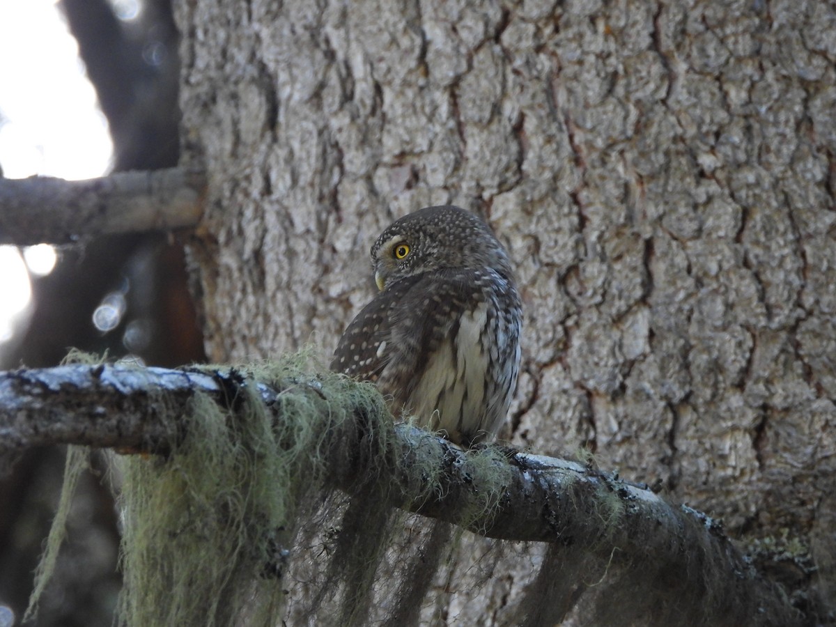 Eurasian Pygmy-Owl - ML645376315