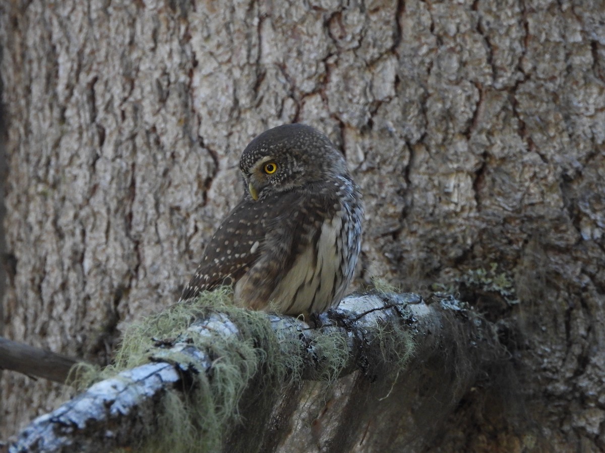 Eurasian Pygmy-Owl - ML645376316