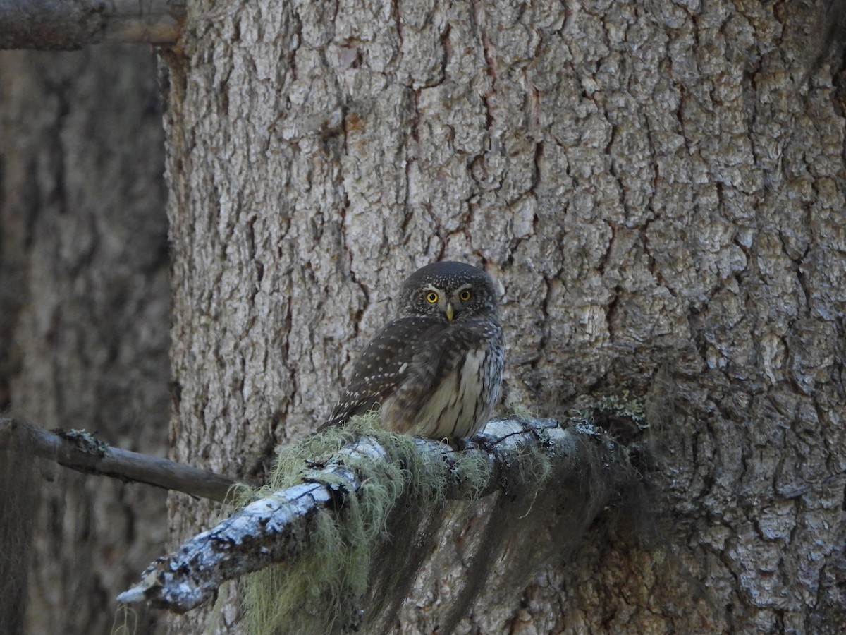 Eurasian Pygmy-Owl - ML645376317