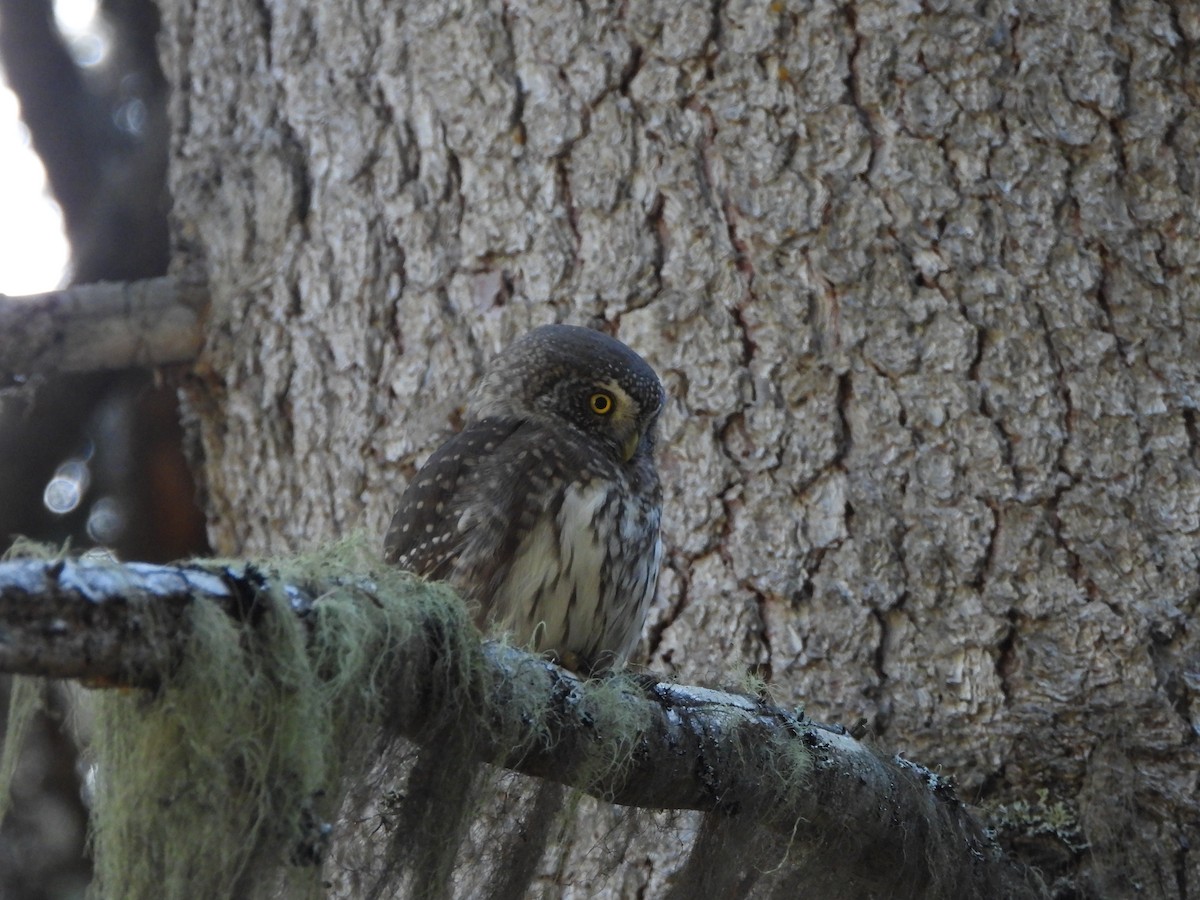 Eurasian Pygmy-Owl - ML645376318
