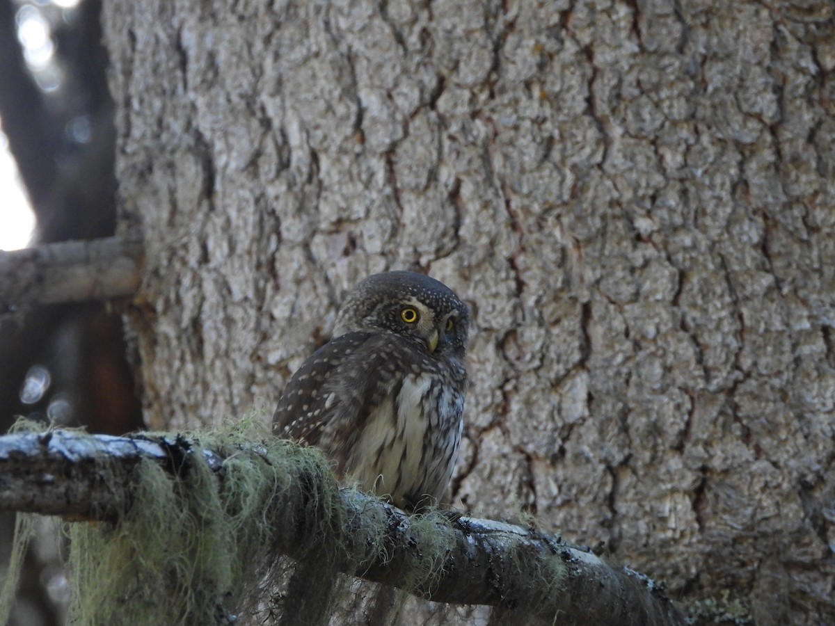 Eurasian Pygmy-Owl - ML645376325