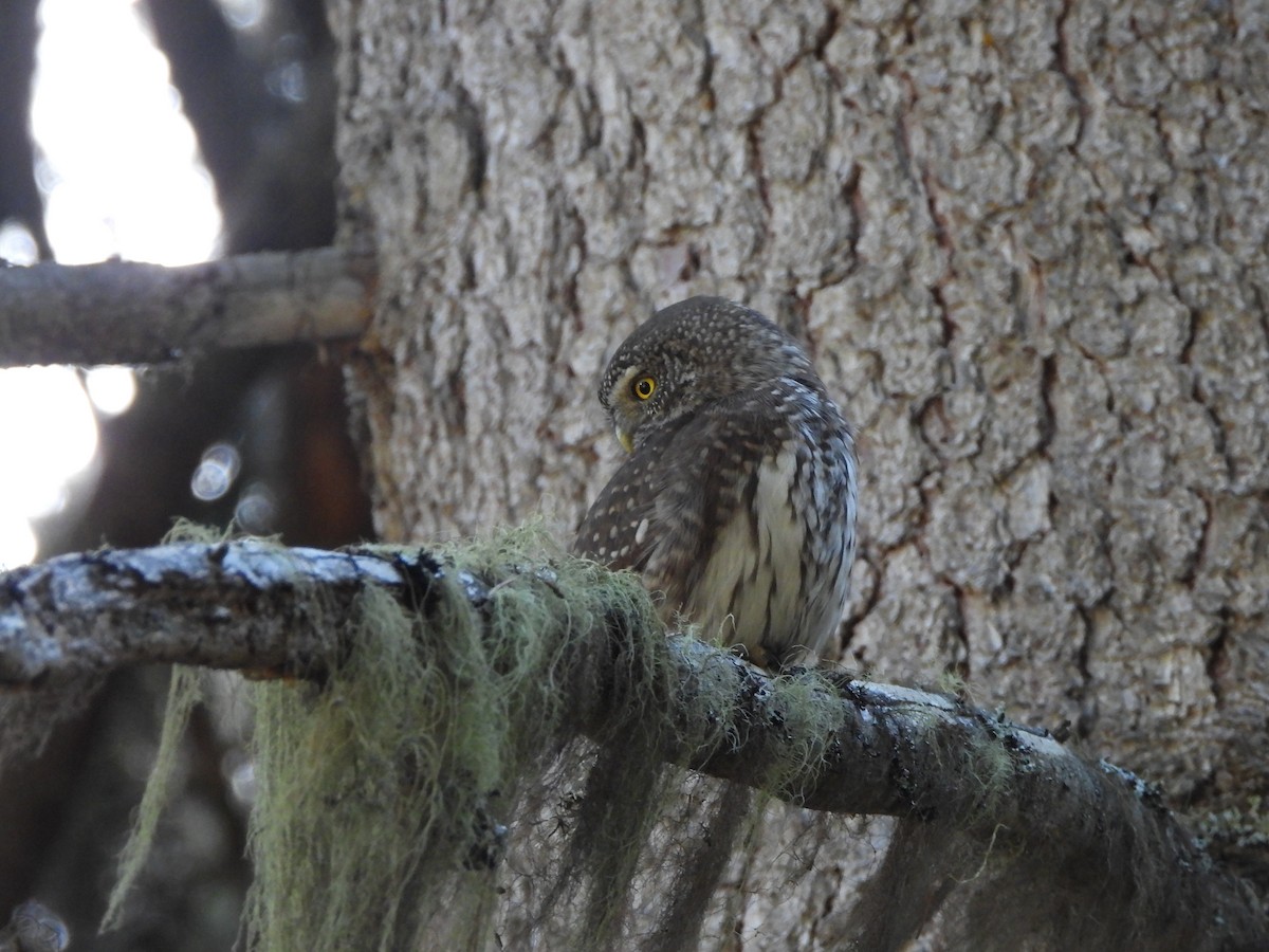 Eurasian Pygmy-Owl - ML645376326