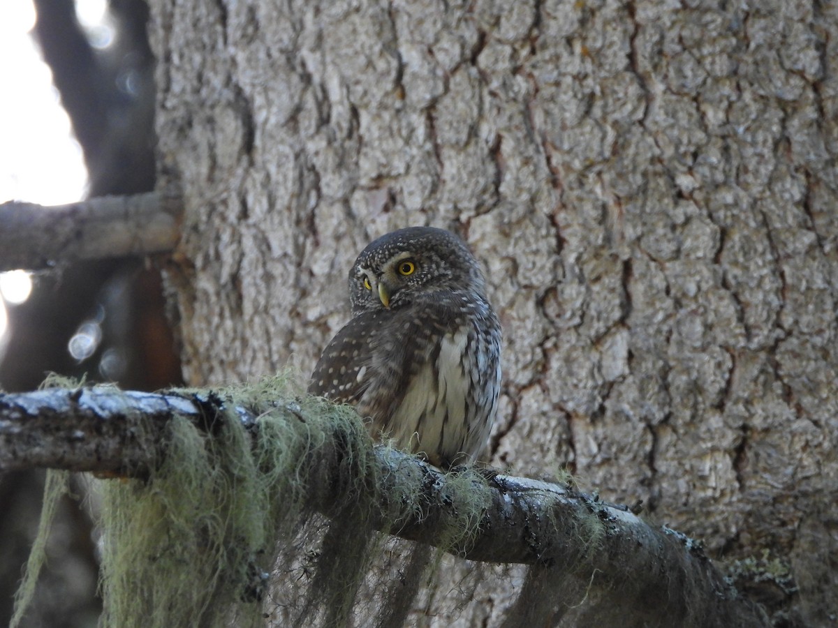 Eurasian Pygmy-Owl - ML645376327