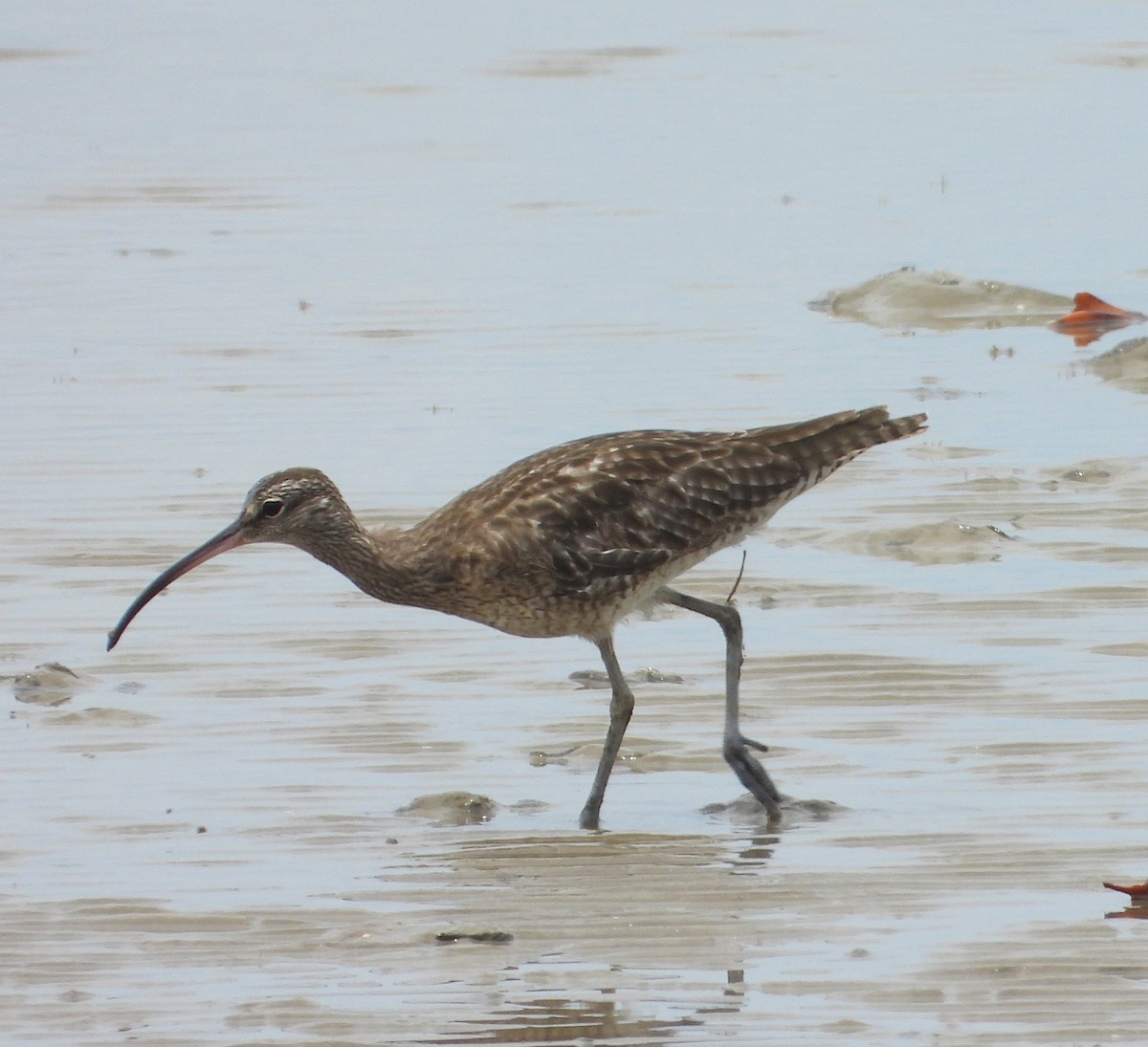 Eurasian Whimbrel - ML645376330