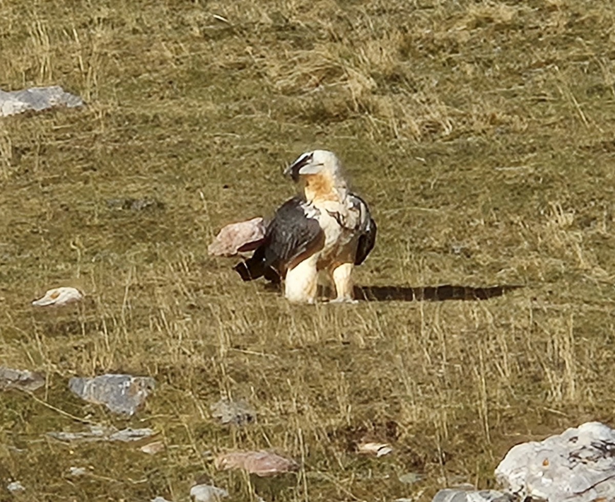 orlosup bradatý - ML645376331