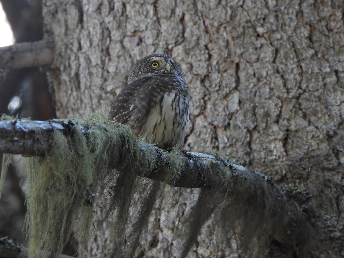 Eurasian Pygmy-Owl - ML645376332
