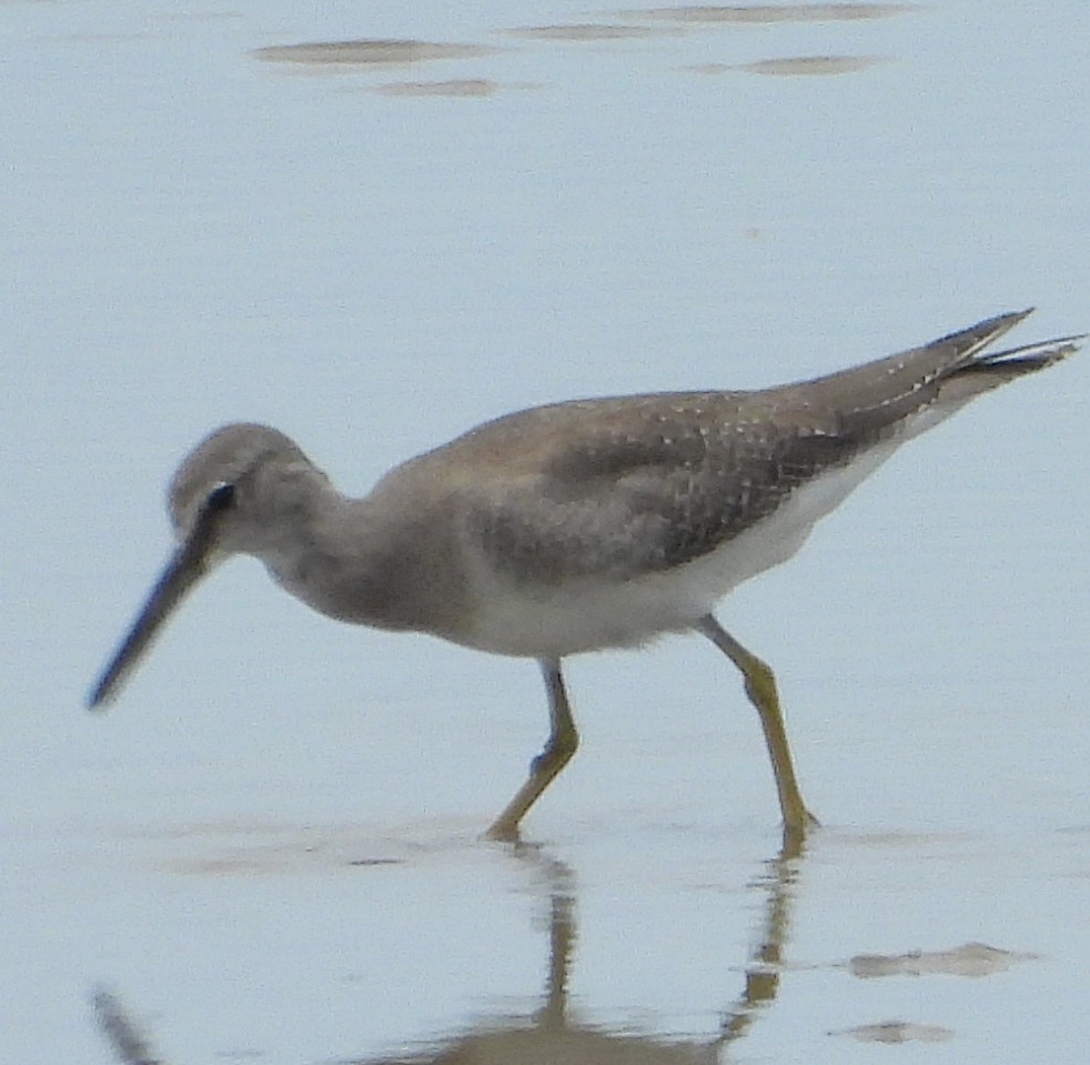 ביצנית אפורת-זנב - ML645376336