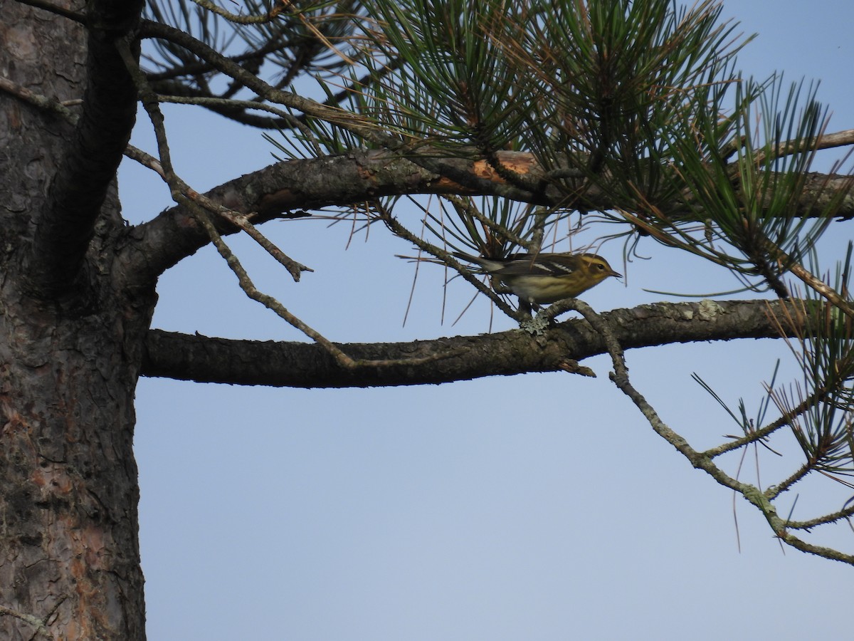 lesňáček jedlovcový - ML645376340