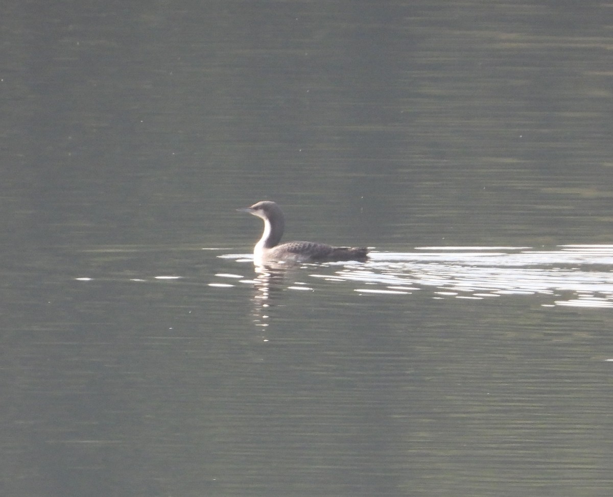 Pacific Loon - ML645376342