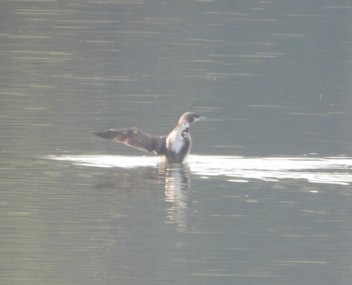 Pacific Loon - ML645376344