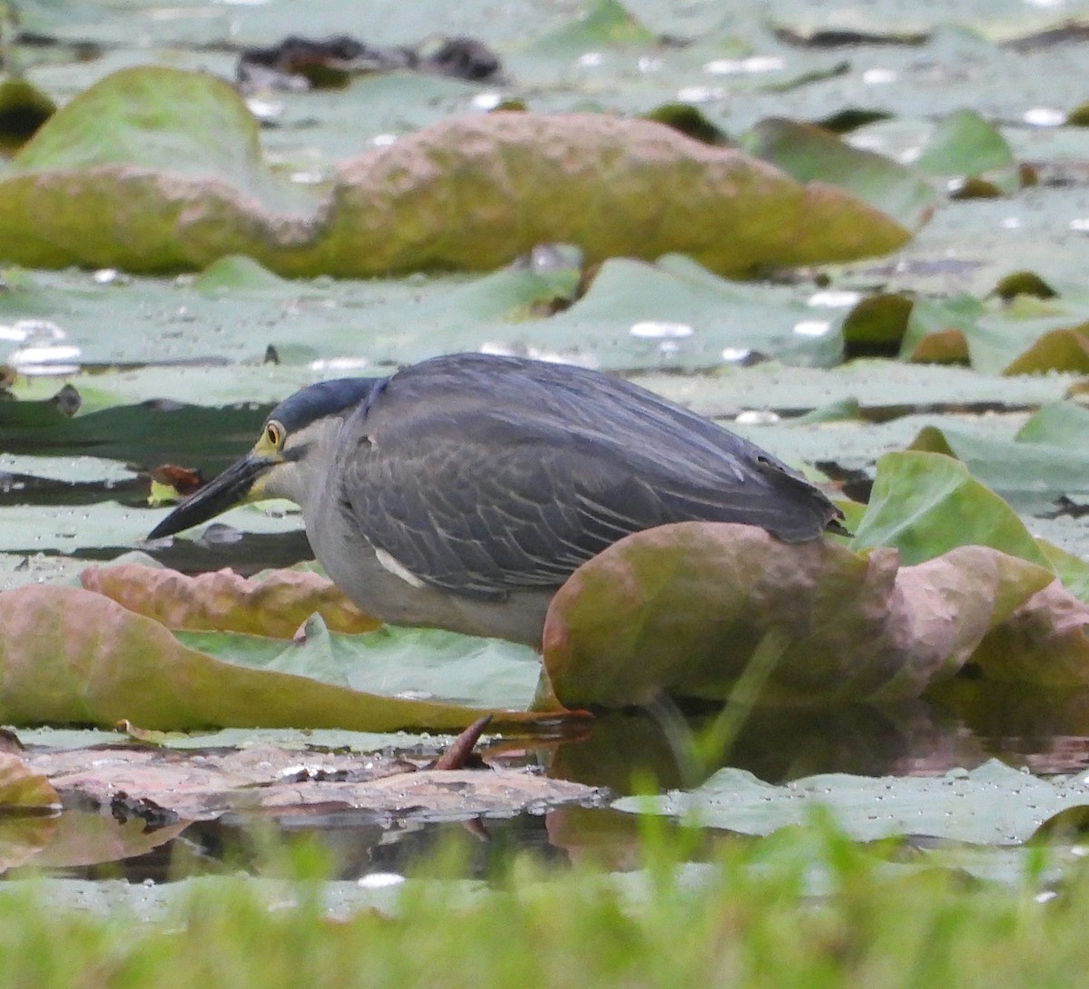 Nankeen Night Heron - ML645376346