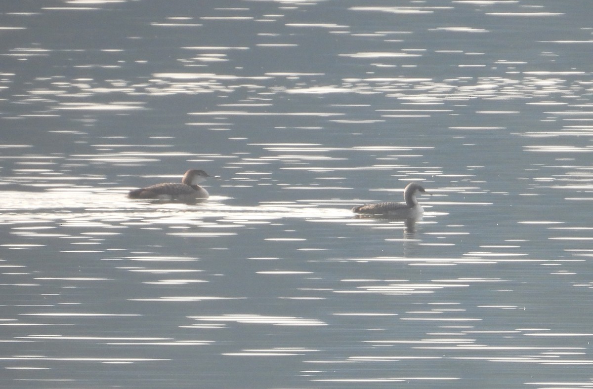 Pacific Loon - ML645376348