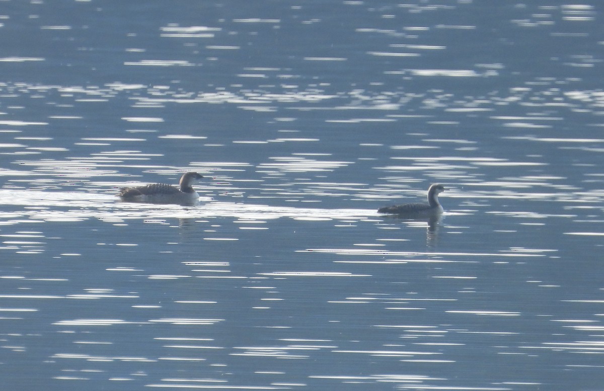 Pacific Loon - ML645376352