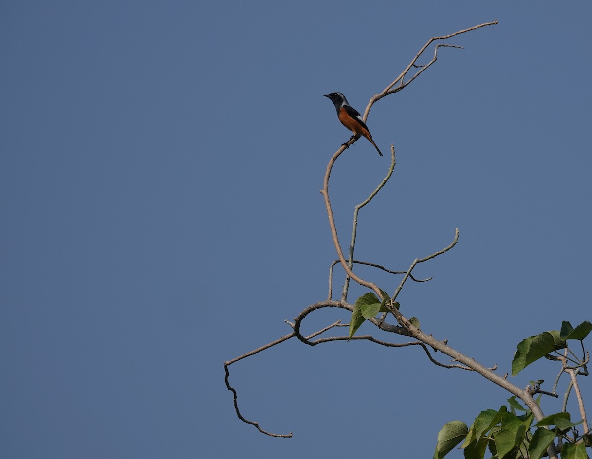 חכלילית סיבירית - ML645376361