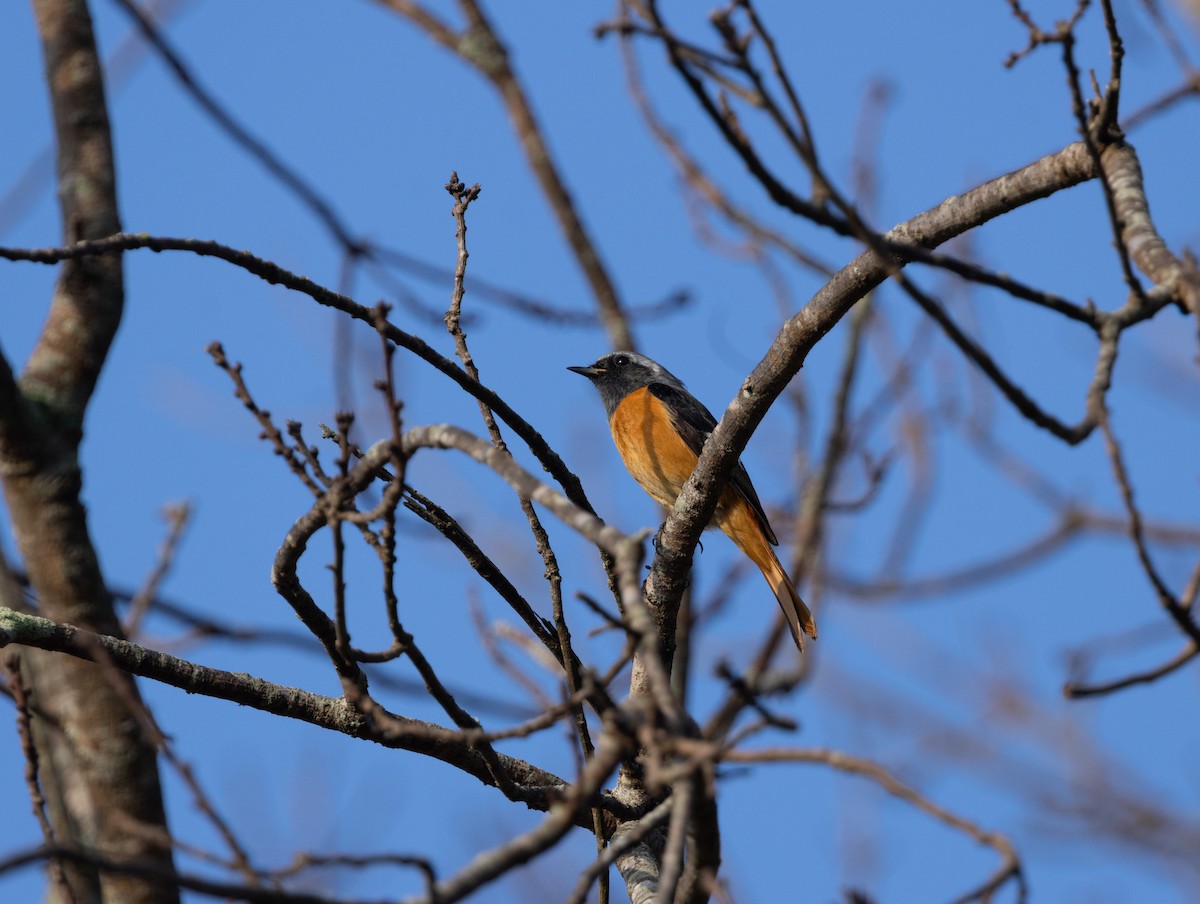 חכלילית סיבירית - ML645376366