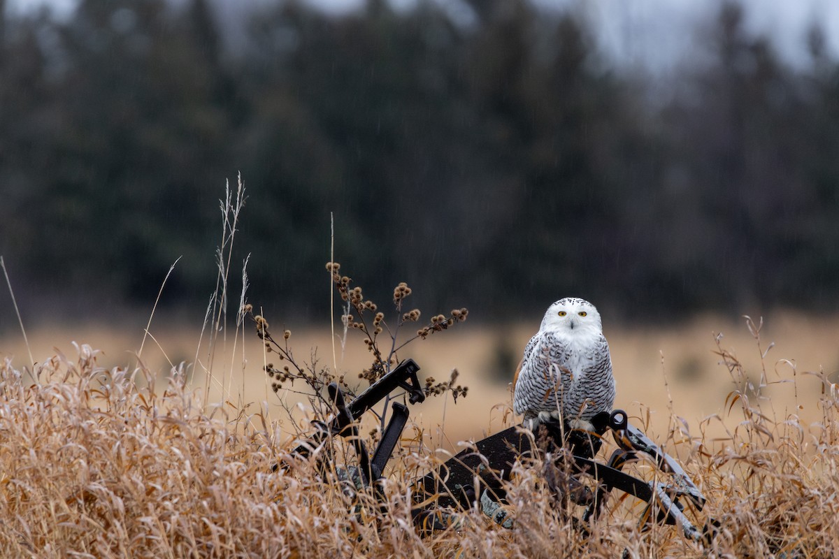 シロフクロウ - ML645376370