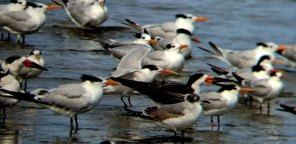 Black Skimmer - ML645376371