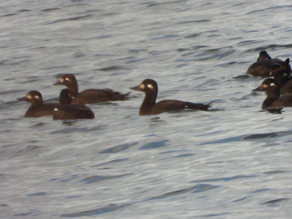 Velvet Scoter - ML645376372