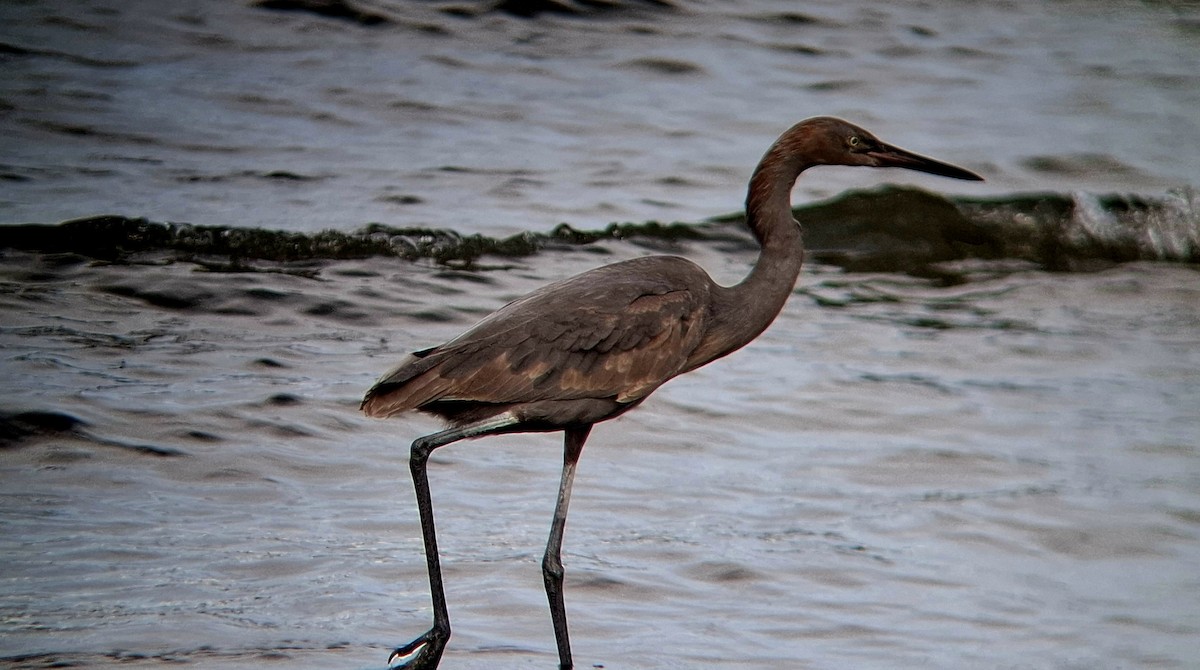 Reddish Egret - ML645376375