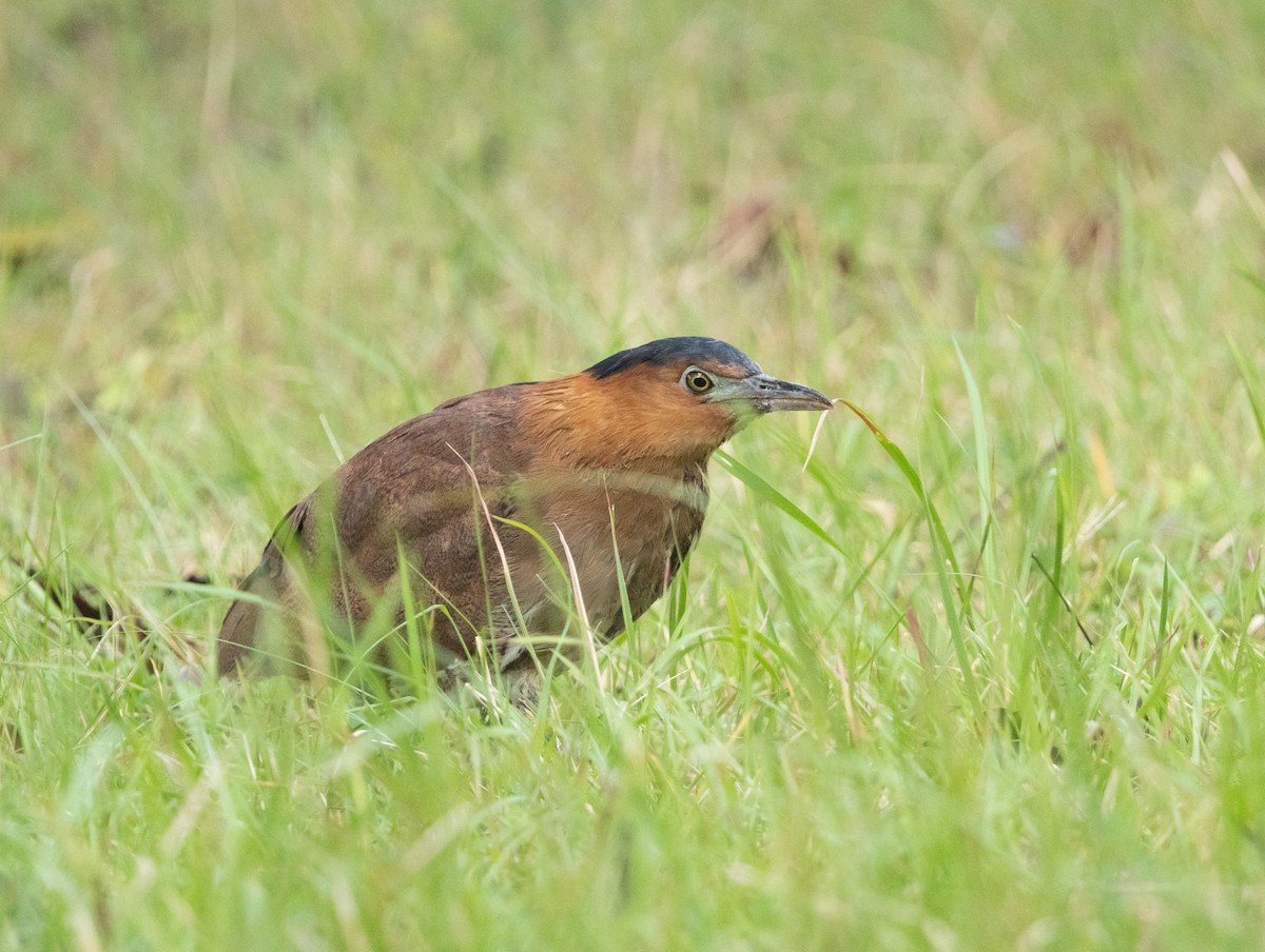 Malayan Night Heron - ML645376389