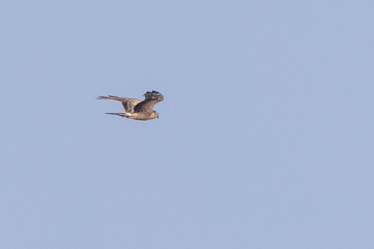 Pallid Harrier - ML645376392