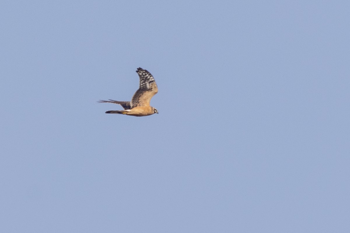 Pallid Harrier - ML645376393