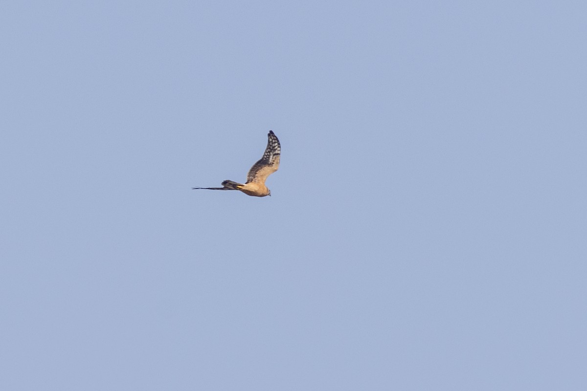 Pallid Harrier - ML645376394
