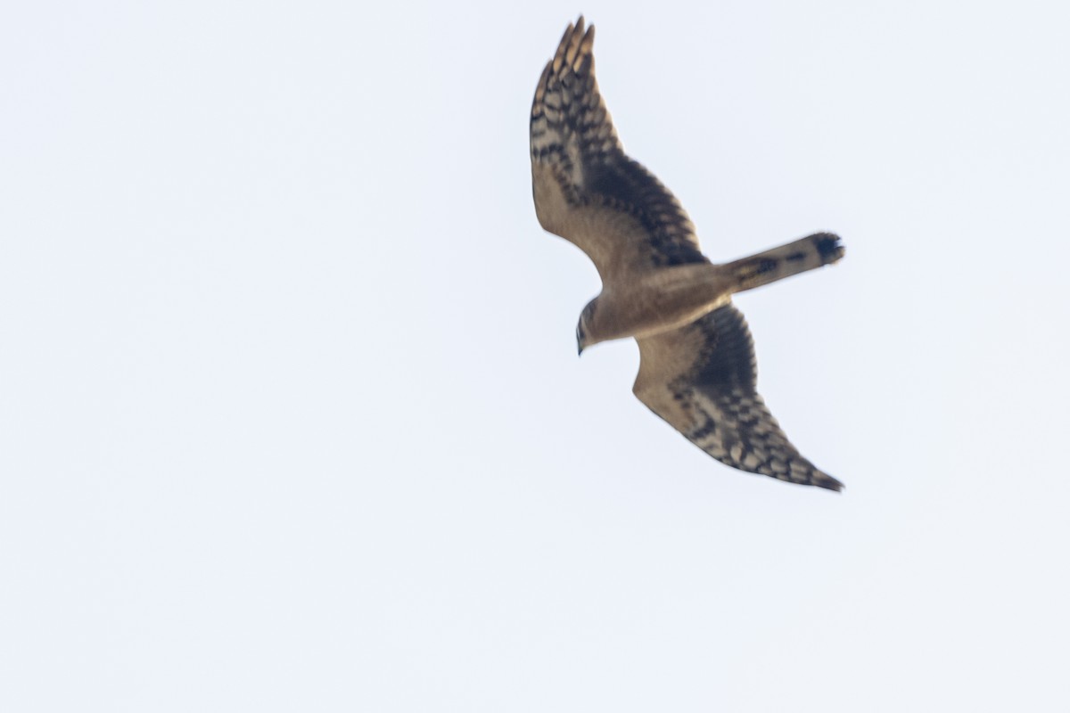 Pallid Harrier - ML645376395