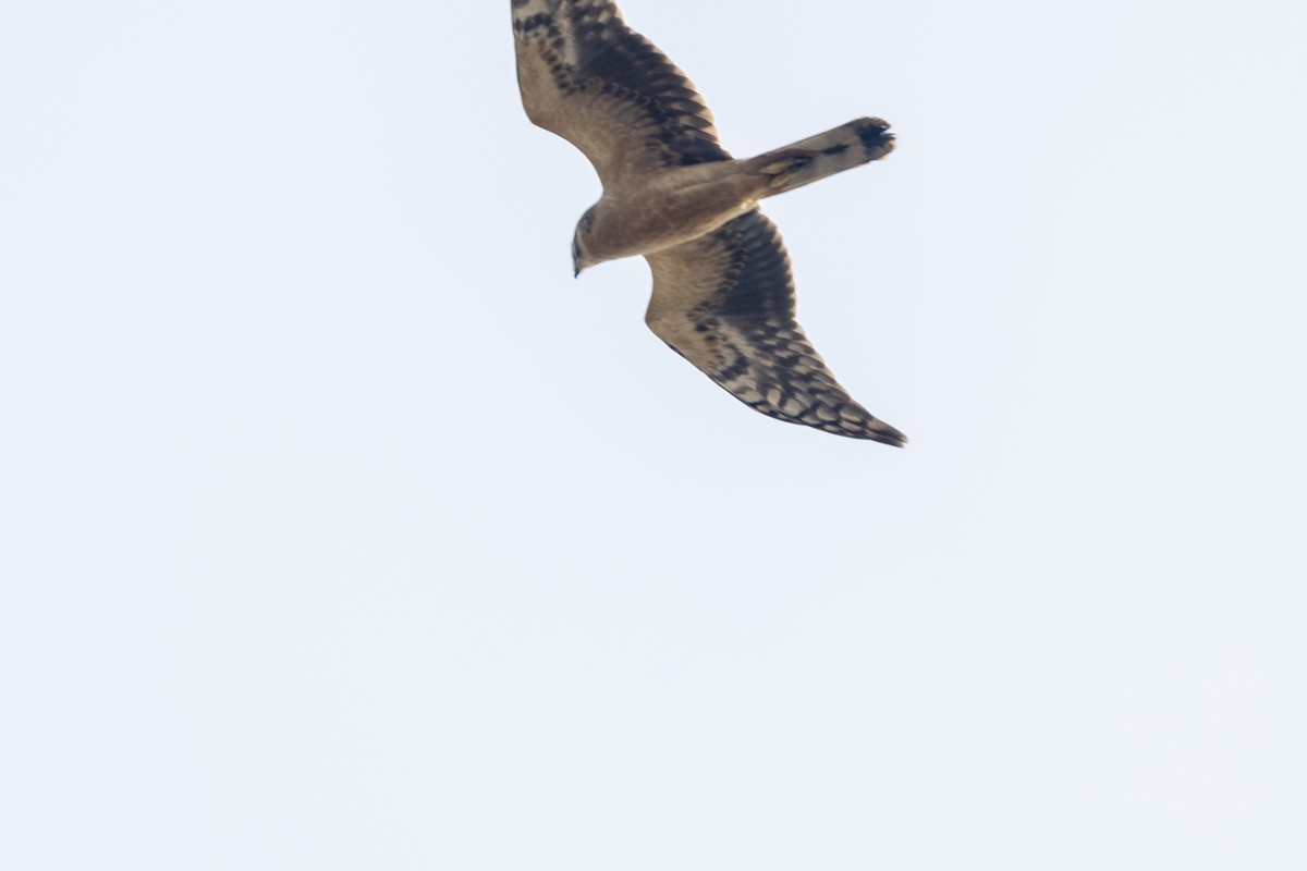 Pallid Harrier - ML645376396