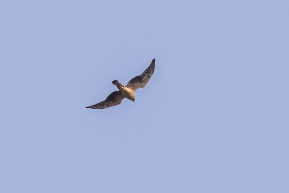 Pallid Harrier - ML645376397