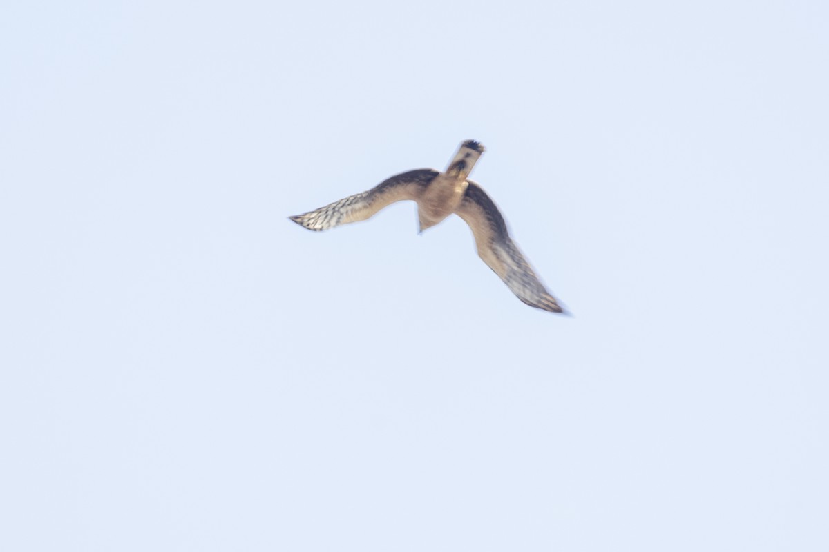 Pallid Harrier - ML645376398