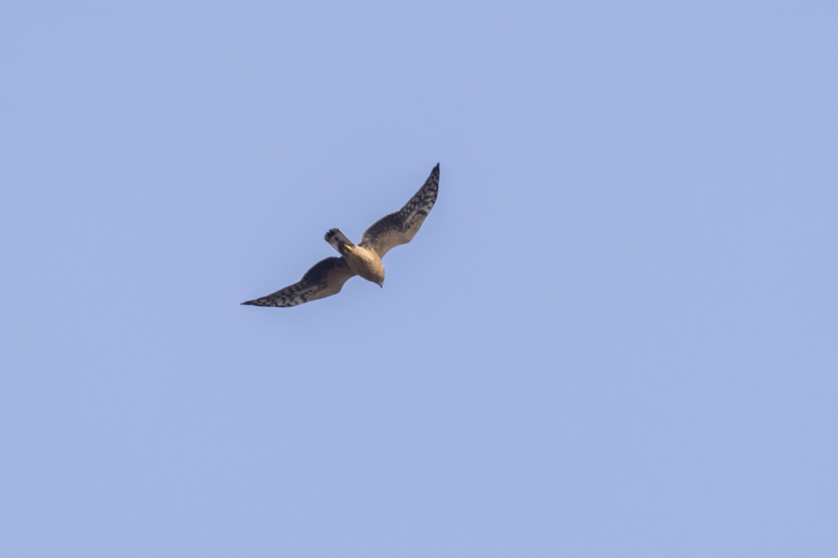 Pallid Harrier - ML645376399